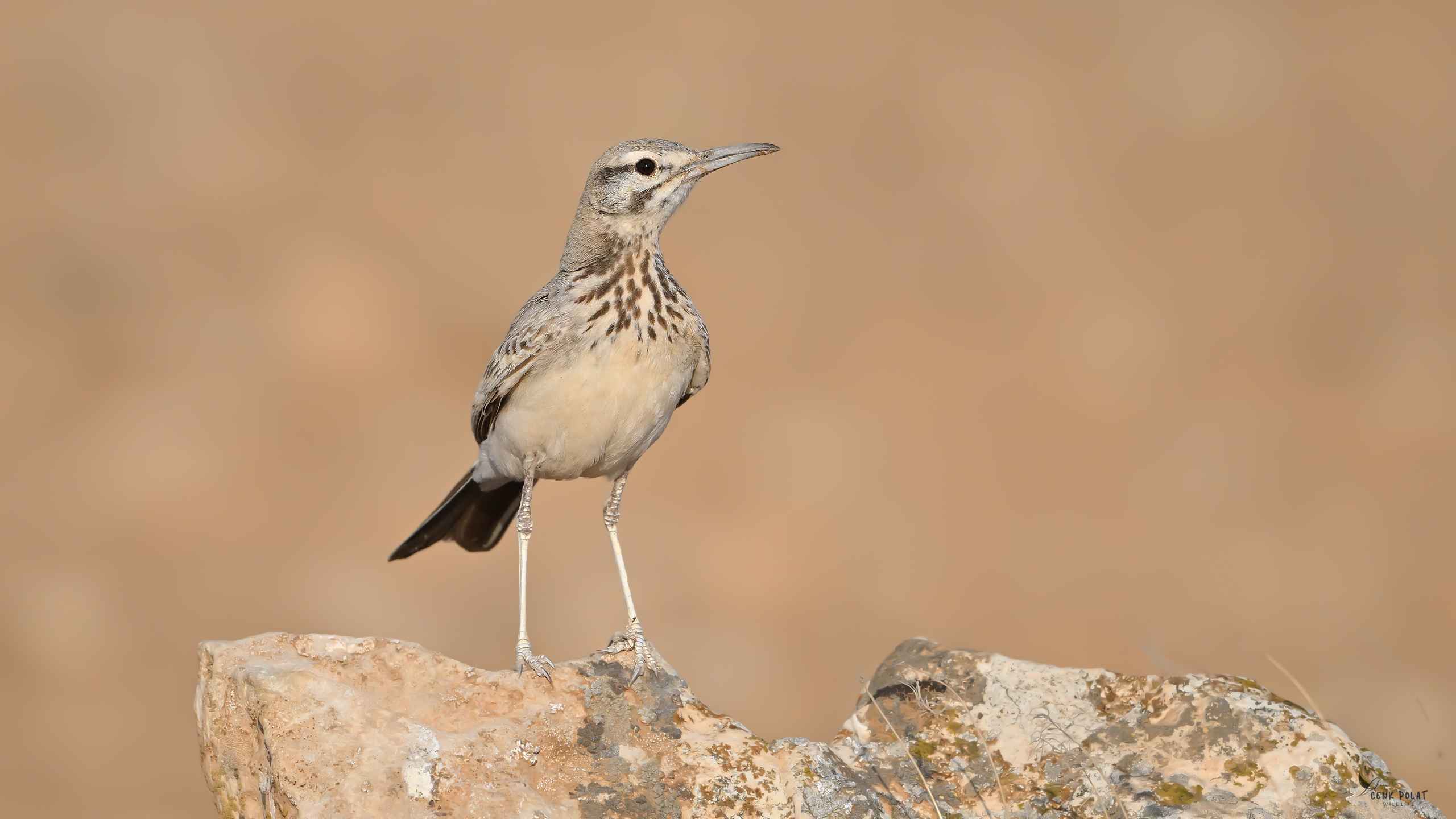 Greater Hoopoe-Lark